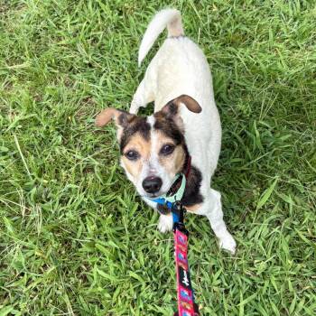 Dale -  Mixed Breed Dog for Adoption in Westhampton, New York - Dale | PetCurious