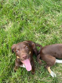 Collin -  Mixed Breed Dog for Adoption in Salisbury, Maryland - Collin | PetCurious