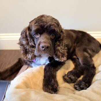 Grogu -  Cocker Spaniel Dog for Adoption in Minneapolis, Minnesota - Grogu | PetCurious