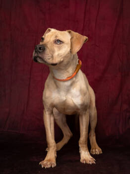 Rescue Pit Bull Terrier and Mixed Breed Dogs for Adoption in Atlanta, Georgia - Neal | PetCurious