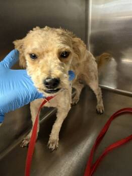 Rescue Terrier Dogs for Adoption in Riverside, California - REY | PetCurious