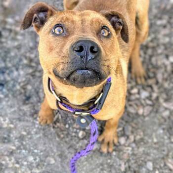 Petra -  Pit Bull Terrier Dog for Adoption in Oakland, California - Petra | PetCurious