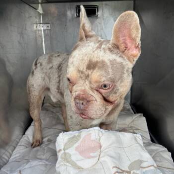 Viking -  French Bulldog Dog for Adoption in Philadelphia, Pennsylvania - Viking | PetCurious