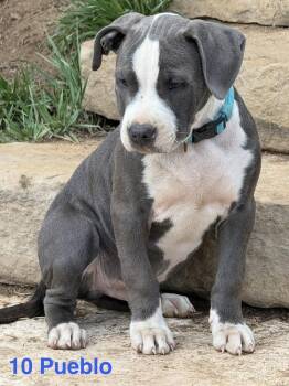 Pit Bull Terrier Dogs Available for Adoption in Aurora, Colorado - Pueblo | PetCurious