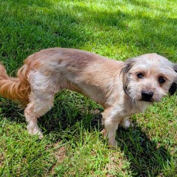 Bella Robin -  Havanese and Mixed Breed Dog for Adoption in Houston, Texas - Bella Robin | PetCurious