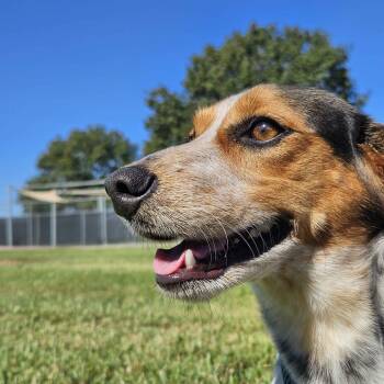 Rescue Beagle Dogs for Adoption in Beaumont, Texas - Waffles | PetCurious