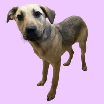Shepherd Dogs Available for Adoption - Faith | PetCurious