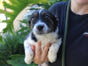 April -  Terrier and Mixed Breed Dog for Adoption in Brunswick, Georgia - April | PetCurious