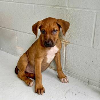 Finley 26-05-169 -  American Staffordshire Terrier Dog for Adoption in Bastrop, Texas - Finley 26-05-169 | PetCurious