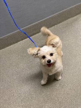 MOMO -  Maltese Dog for Adoption in Las Vegas, Nevada - MOMO | PetCurious