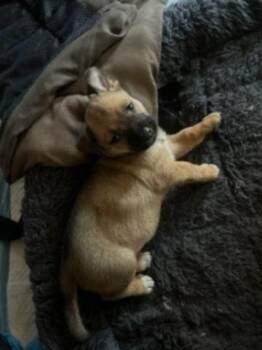 Rescue Cattle Dog Dogs for Adoption in Manhattan Beach, California - Ms. Butterworth And Pups! | PetCurious