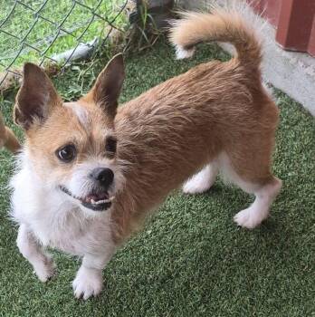 Cairn Terrier Dogs Available for Adoption in Carrollton, Texas - Rover | PetCurious