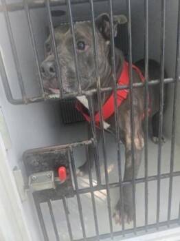 Bonjour Bobby -  Pit Bull Terrier and Mixed Breed Dog for Adoption in Atlanta, Georgia - Bonjour Bobby | PetCurious