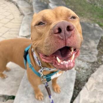 Pit Bull Terrier and Mixed Breed Dogs Available for Adoption in Wheaton, Illinois - Simba | PetCurious