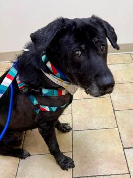 Pepper -  Labrador Retriever Dog for Adoption in Seattle, Washington - Pepper | PetCurious