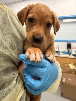 Blue (Bx11) -  Labrador Retriever and Golden Retriever Dog for Adoption in Hartsville, South Carolina - Blue (Bx11) | PetCurious