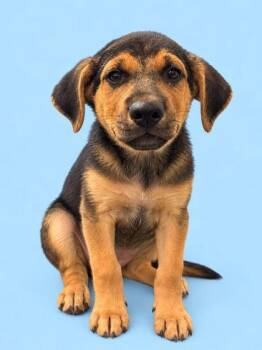 Monty -  Labrador Retriever and Mixed Breed Dog for Adoption in Bowling Green, Kentucky - Monty | PetCurious