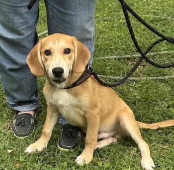 Zeke -  Hound Dog for Adoption in Horn Lake, Mississippi - Zeke | PetCurious