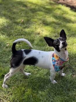 Rescue Rat Terrier Dogs for Adoption in Lakewood Village, Texas - Keebler | PetCurious