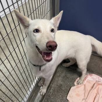 Nieve -  Siberian Husky and Mixed Breed Dog for Adoption in Los Angeles, California - Nieve | PetCurious