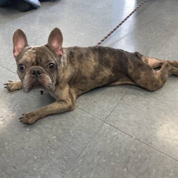Twix -  French Bulldog Dog for Adoption in Long Beach, California - Twix | PetCurious