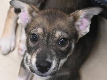 Shepherd Dogs Available for Adoption in Portland, Oregon - Maeby | PetCurious