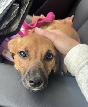 Terrier Dogs Available for Adoption in Candler, North Carolina - Cindy | PetCurious