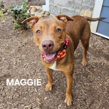 Maggie -  Pit Bull Terrier and Mixed Breed Dog for Adoption in Knoxville, Tennessee - Maggie | PetCurious
