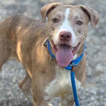 Mimi Brown -  Mixed Breed Dog for Adoption in Asheville, North Carolina - Mimi Brown | PetCurious