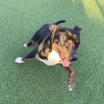 Mixed Breed Dogs Available for Adoption - Edward 7655 | PetCurious