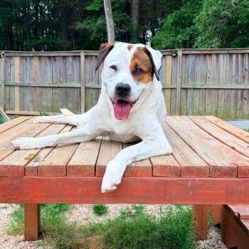 Mixed Breed and Pit Bull Terrier Dogs Available for Adoption in Fairfax Station, Virginia - Bandito | PetCurious