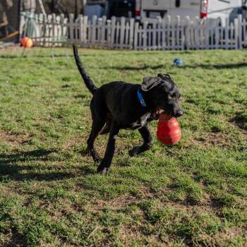 Plott Hound Dogs Available for Adoption in Pawling, New York - William | PetCurious