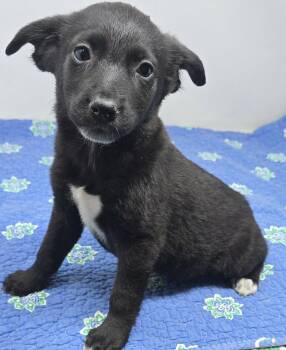 Atlanta -  Terrier and Labrador Retriever Dog for Adoption in New York, New York - Atlanta | PetCurious