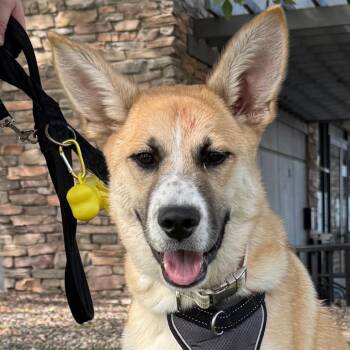 1140 (2026) Beethoven -  Shepherd and Husky Dog for Adoption in Parker, Colorado - 1140 (2026) Beethoven | PetCurious