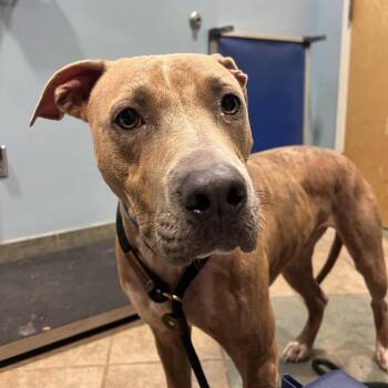 Ventura -  Mixed Breed Dog for Adoption in Chattanooga, Tennessee - Ventura | PetCurious