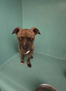 Mixed Breed Dogs Available for Adoption - Romeo | PetCurious