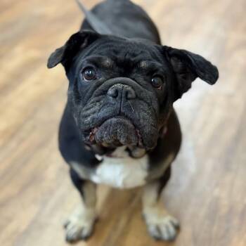 Rescue French Bulldog and English Bulldog Dogs for Adoption in Mountain Center, California - Nina | PetCurious