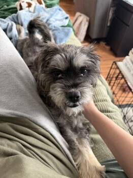 Terrier Dogs Available for Adoption - Dean | PetCurious