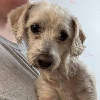 BC-Stray (Zero) -  Terrier and Mixed Breed Dog for Adoption in Idaho Falls, Idaho - BC-Stray (Zero) | PetCurious