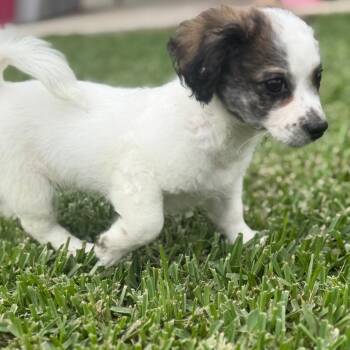 Ty -  Schnauzer and Mixed Breed Dog for Adoption in Baton Rouge, Louisiana - Ty | PetCurious