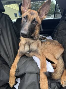 Rescue Belgian Shepherd Malinois and German Shepherd Dog Dogs for Adoption in Imlay City, Michigan - Baer - Located In GA | PetCurious