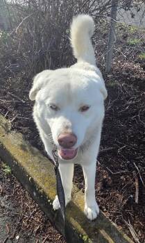 Siberian Husky Dogs Available for Adoption - Yeti | PetCurious