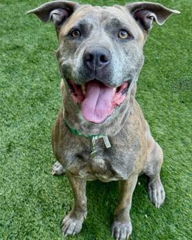 Echo -  Pit Bull Terrier and Mixed Breed Dog for Adoption in Los Angeles, California - Echo | PetCurious