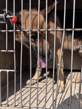 A479443 -  German Shepherd Dog and Mixed Breed Dog for Adoption in Oklahoma City, Oklahoma - A479443 | PetCurious