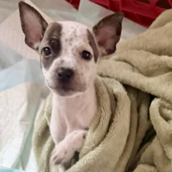 Zeus -  American Bully and American Staffordshire Terrier Dog for Adoption in Smithfield, North Carolina - Zeus | PetCurious