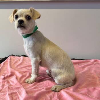 IVHS-Stray-143245 -  Terrier Dog for Adoption in San Gabriel, California - IVHS-Stray-143245 | PetCurious