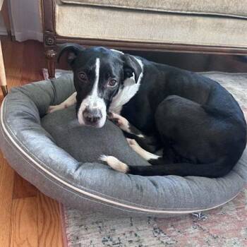 Sage -  Terrier Dog for Adoption in Brentwood, Missouri - Sage | PetCurious