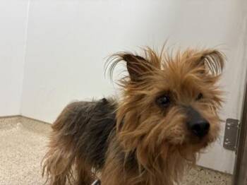 Mixed Breed Dogs Available for Adoption in Lafayette, Indiana - Jimmy | PetCurious