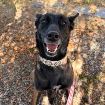 Kira -  Belgian Shepherd Malinois Dog for Adoption in Pagosa Springs, Colorado - Kira | PetCurious