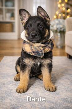 German Shepherd Dog Dogs Available for Adoption - Dante | PetCurious